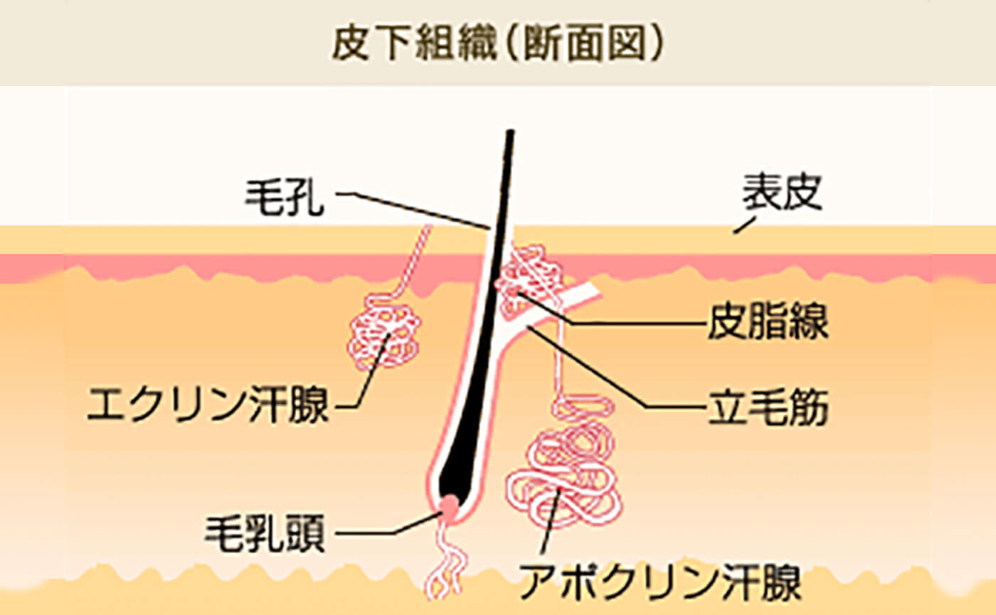 皮下組織断面図イラスト