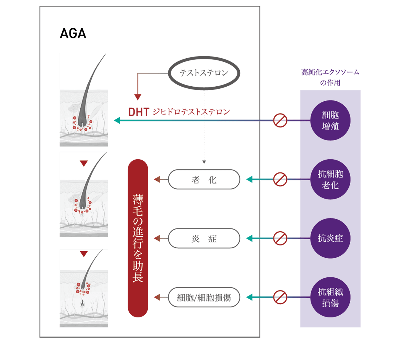 高純化エクソソームの作用