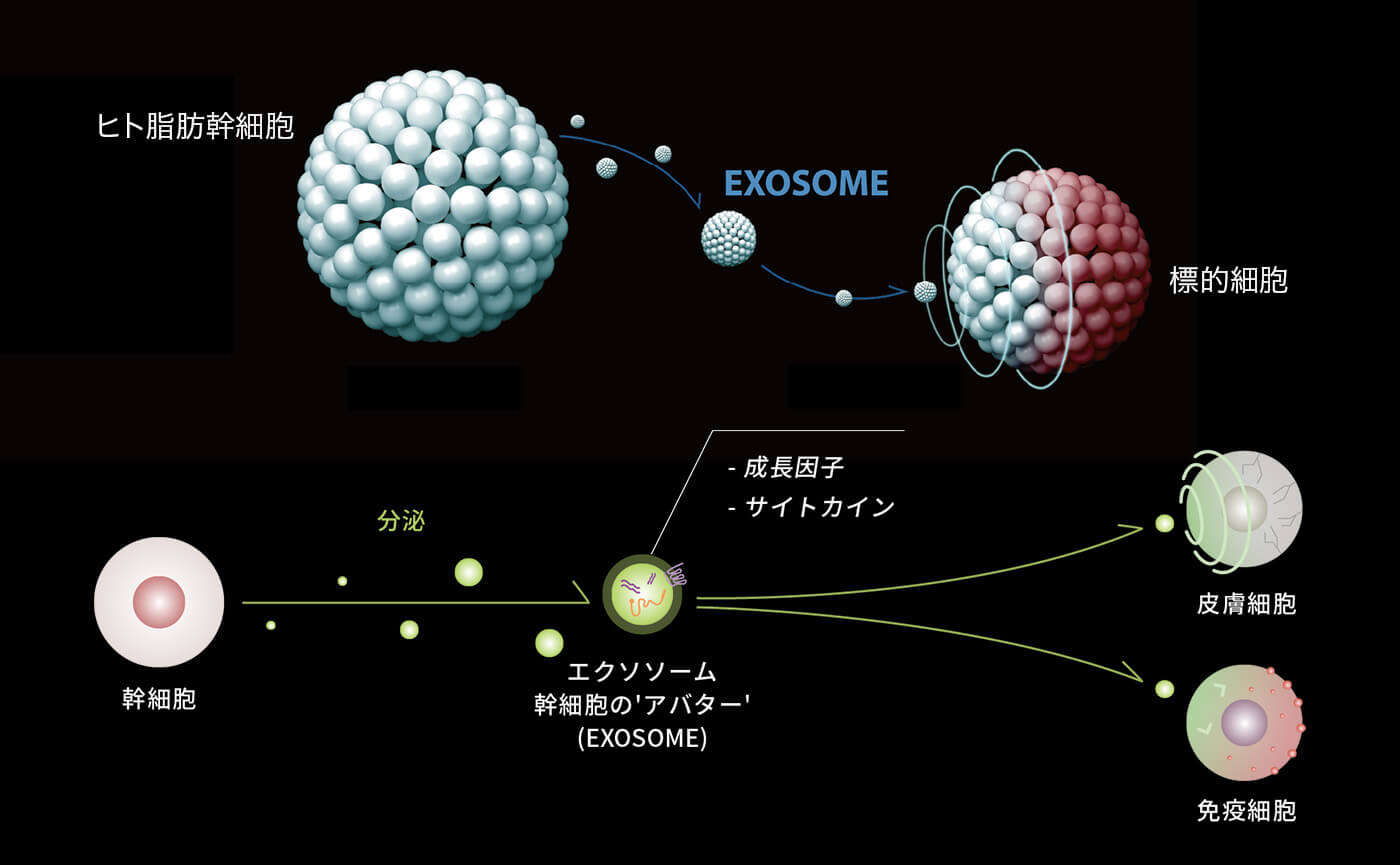 エクソソームの作用イラスト