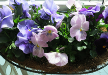 garden2013040911.jpg