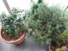 garden2013040913.jpg