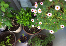 garden201304092.jpg