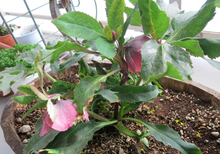 garden201304096.jpg