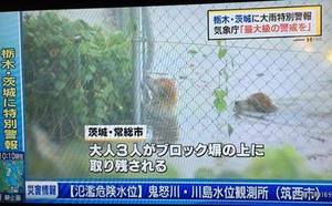 動物被災