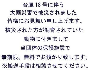 大雨被害の動物保護