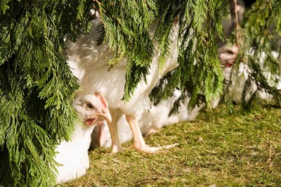 美しい生き物鶏