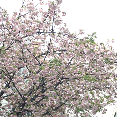 八重桜