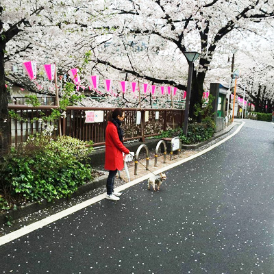 目黒川の桜