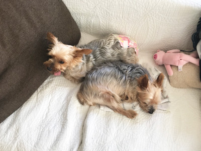 夏の犬の散歩と花火