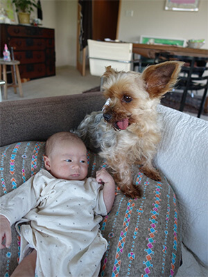 保護犬と赤ちゃん