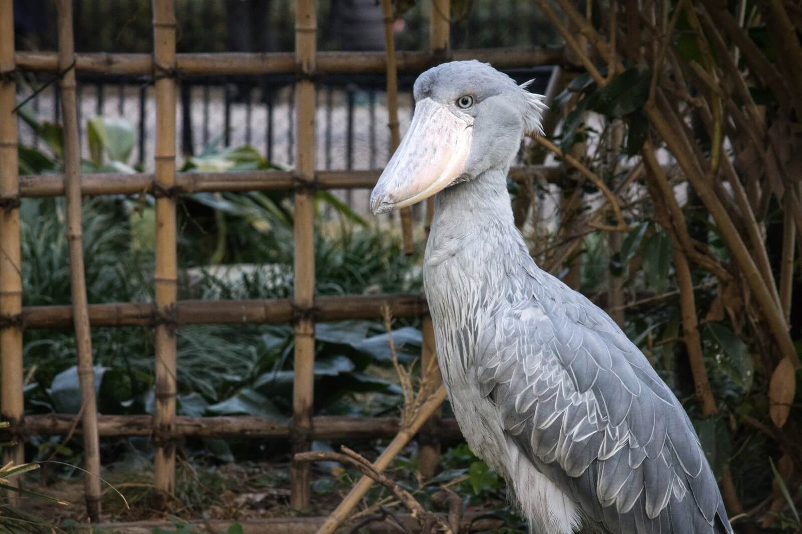 唇ヒアルロン酸で鳥みたいになった