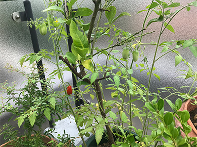 ヒョウタン型のミニトマト
