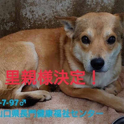 幸せ報告元野犬里親決定保護犬です