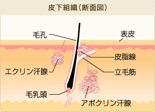 ワキ多汗症ボトックスで汗を抑制。汗腺のイラスト