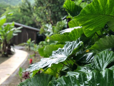 沖縄周南市芭蕉の家