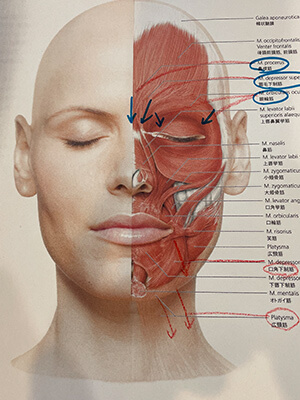 顔の下向きの筋肉解剖図