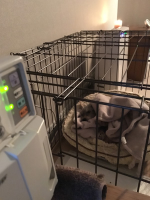 ヨヨ点滴