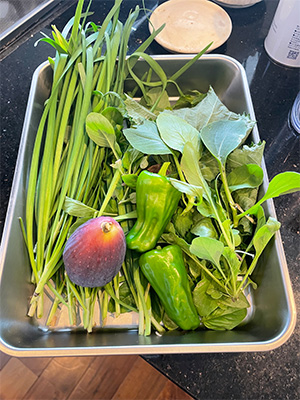 ベランダ菜園