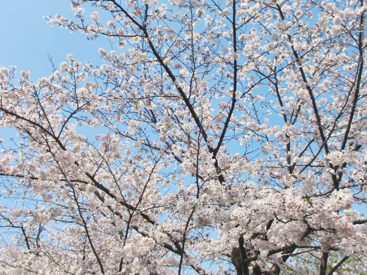 桜