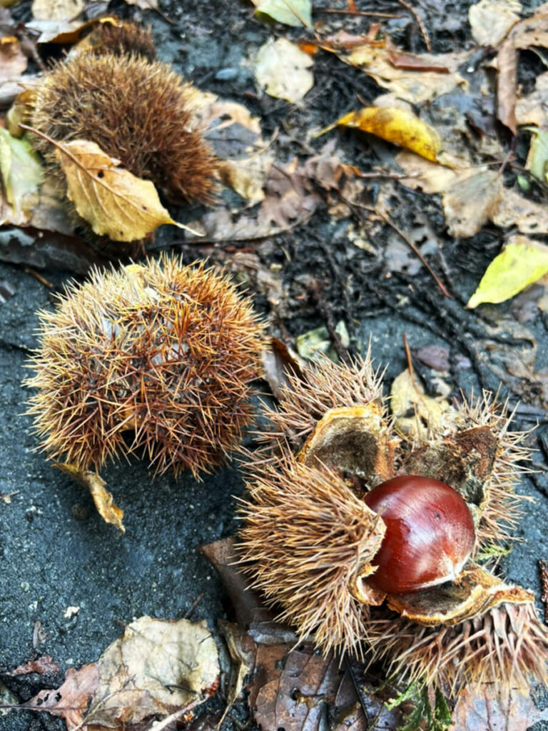 栗