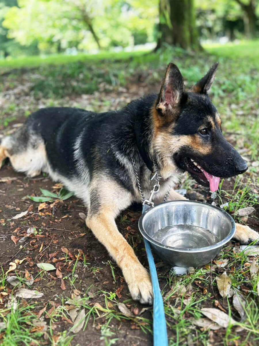 休憩中の犬