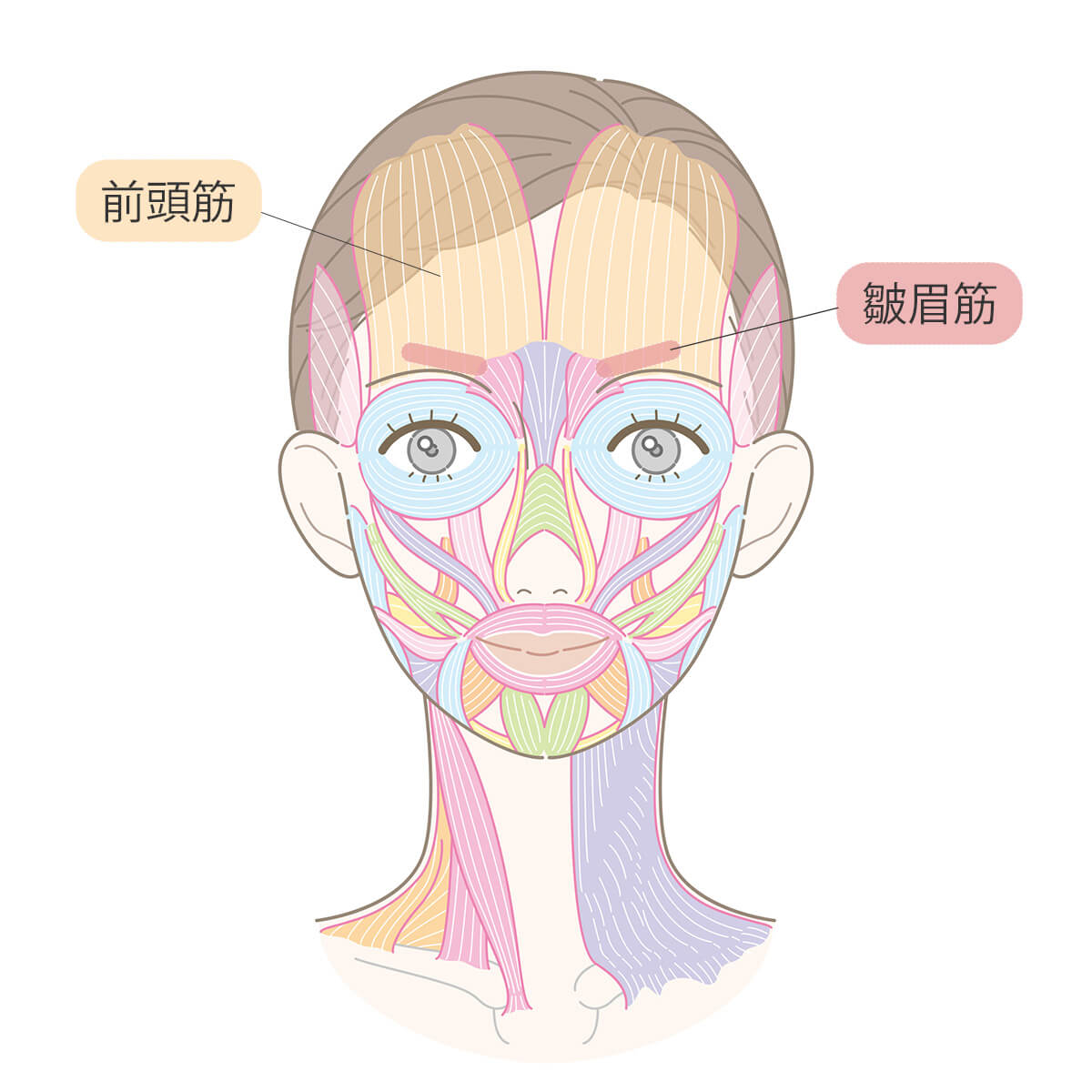 おでこ（額）のシワ改善
