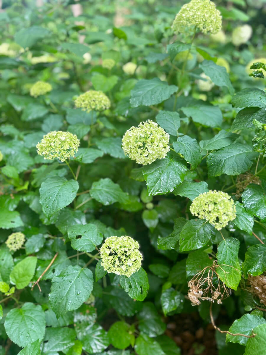 紫陽花