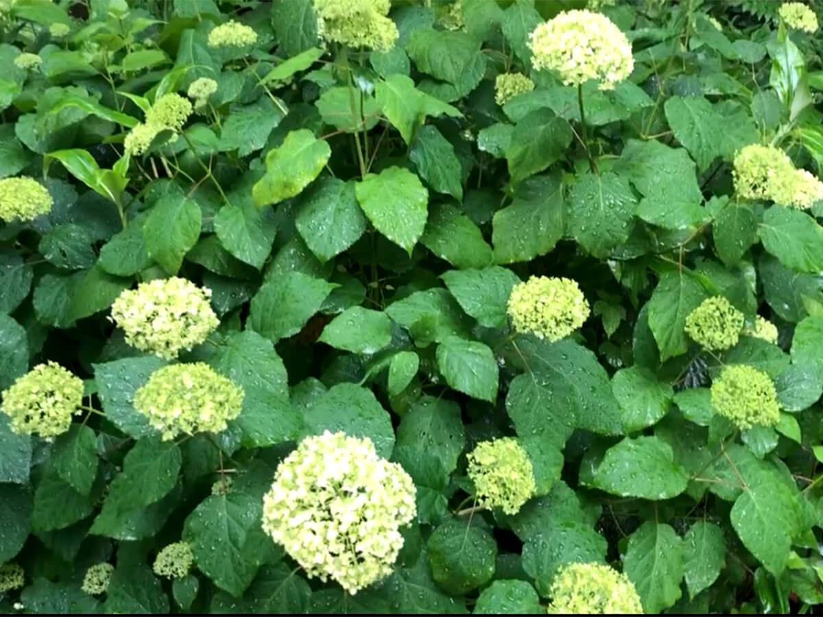 お家の紫陽花