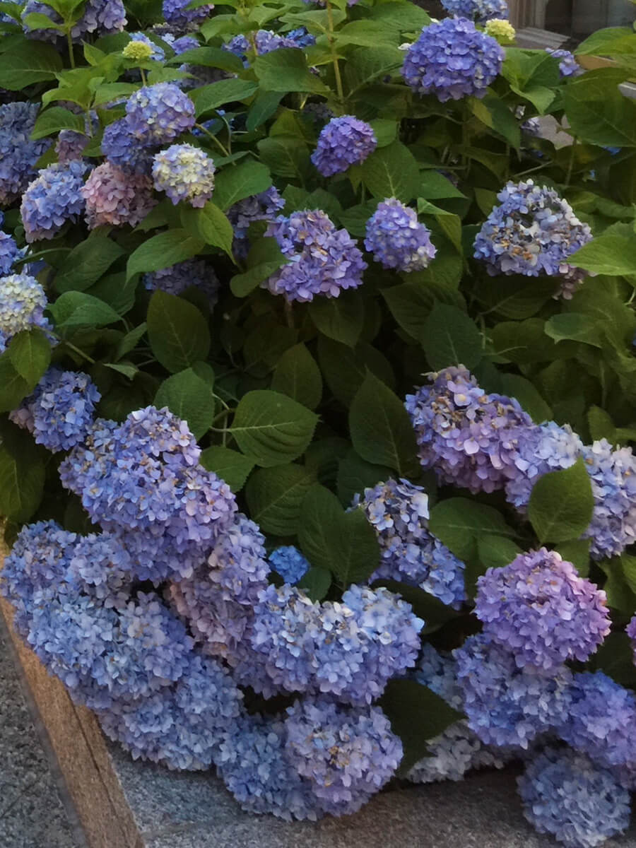ナンタケット島旅行時の紫陽花