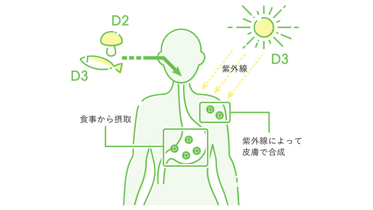 ビタミンDの生成イラスト