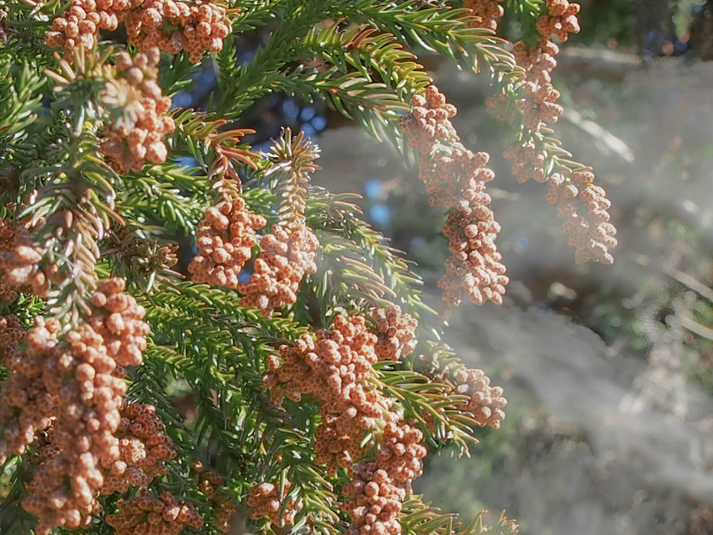 花粉症には花粉症ボトックスがおすすめ！