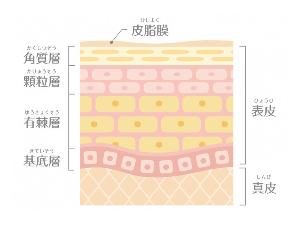 肌の構造