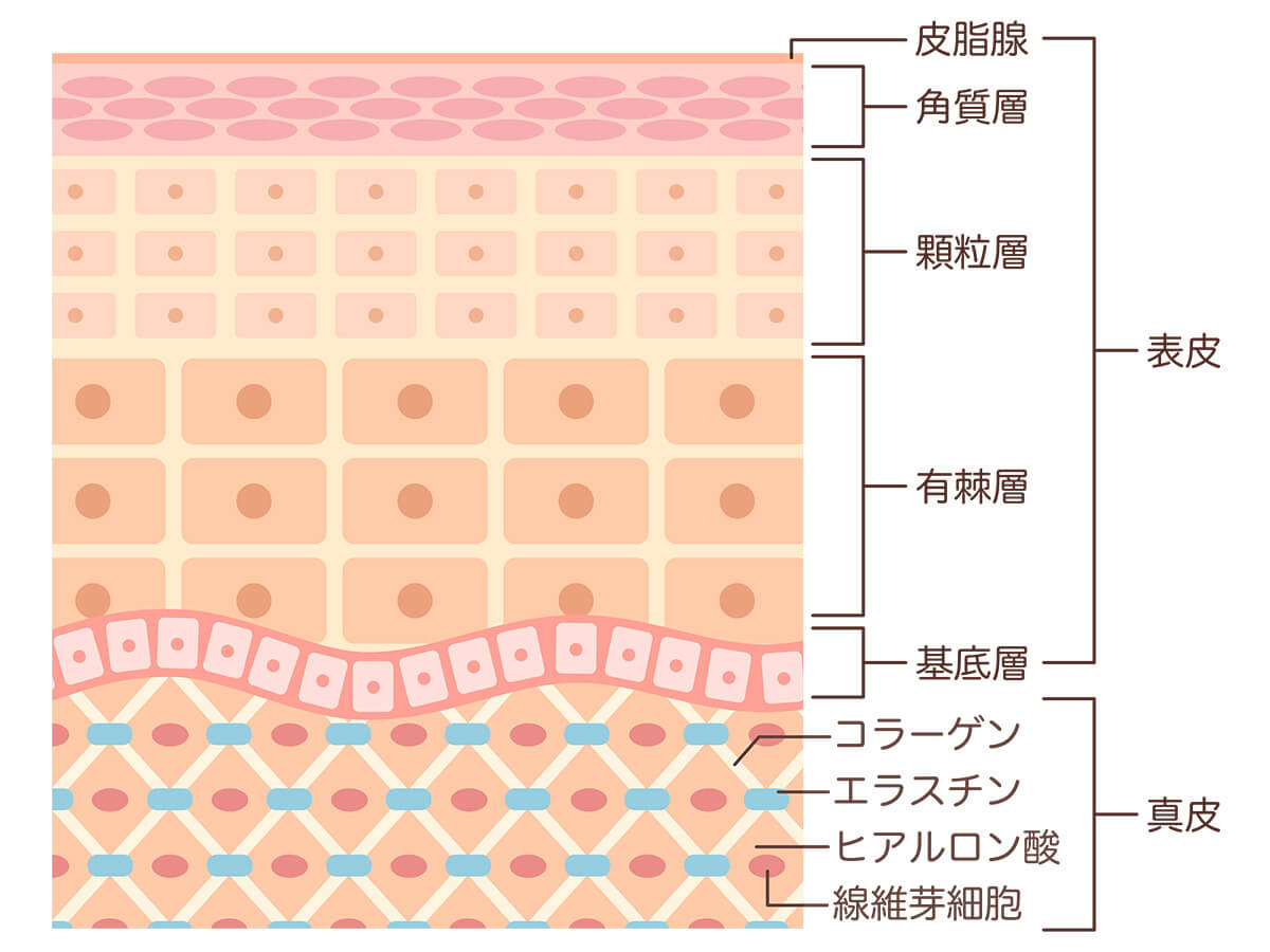 肌の構造