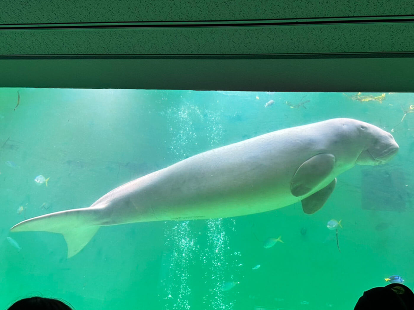 鳥羽水族館_ジュゴン