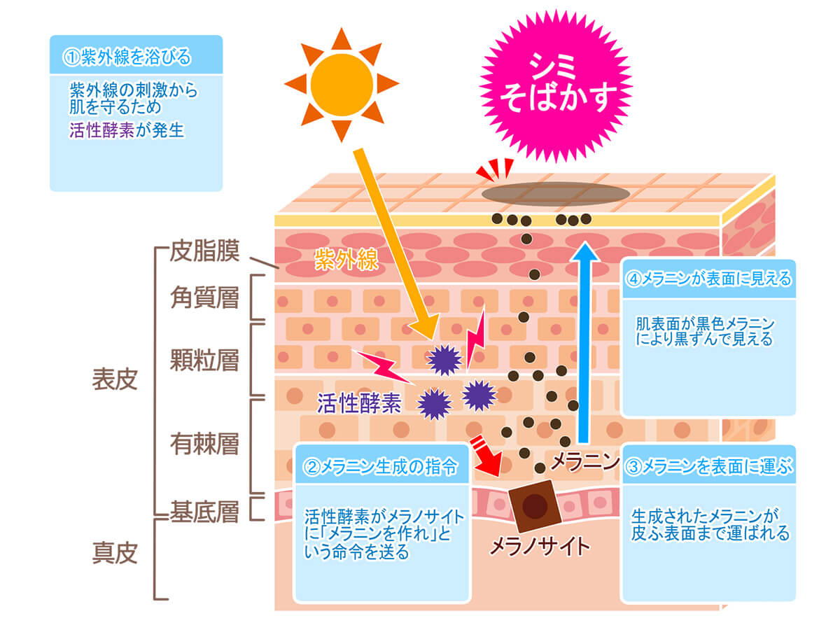 紫外線の影響