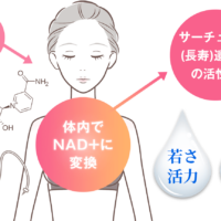 サーチュイン遺伝子の活性化イメージ画像